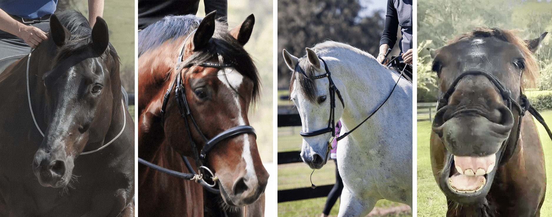 4horses
